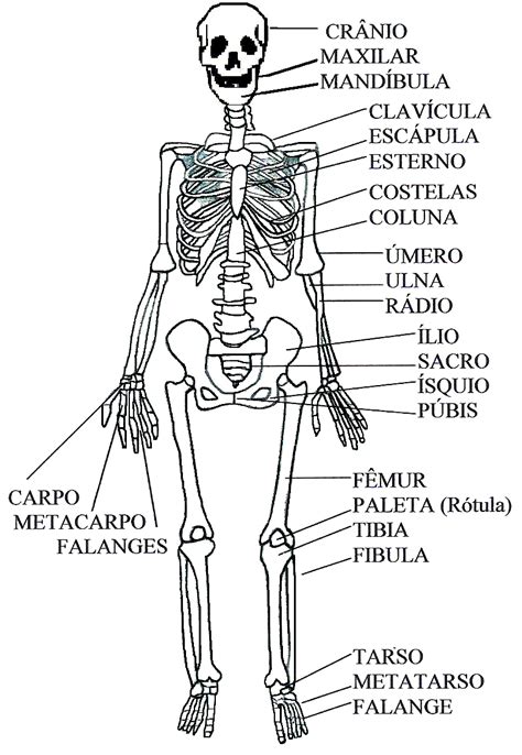 corpo humano ossos